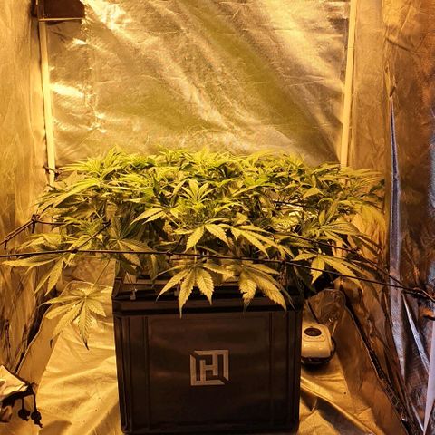 Auto Purple Candy growlog timeline photo