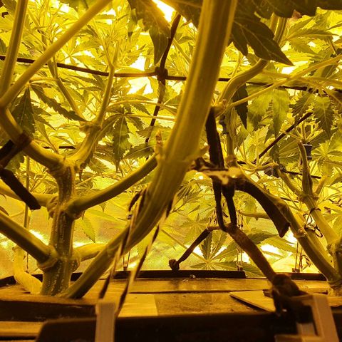 Auto Purple Candy growlog timeline photo