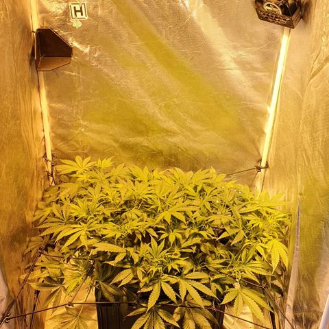 Auto Purple Candy growlog timeline photo