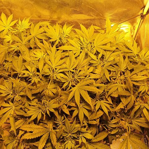 Auto Purple Candy growlog timeline photo