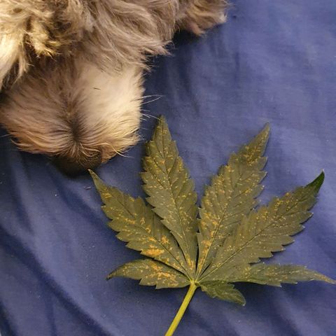 Auto Purple Candy growlog photo: - Se observa deficiencia de calcio en hojas mas viejas
- Hojas mas nuevas con las puntas levemente amarillas.
- La conclusion es que el problema es el pH de la solucion.