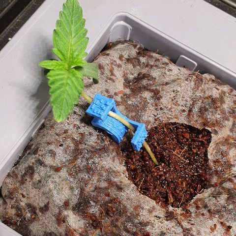 Auto Citrus Skunk growlog timeline photo