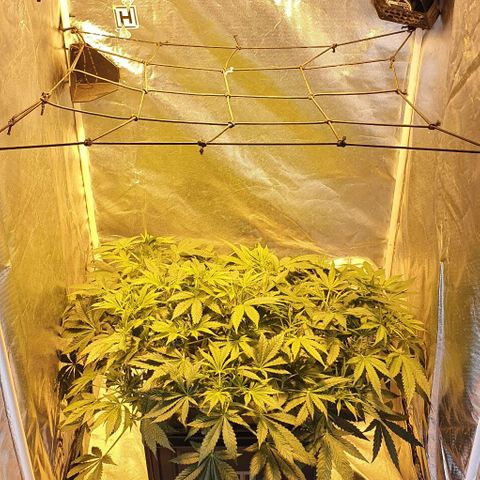 Auto Purple Candy growlog timeline photo