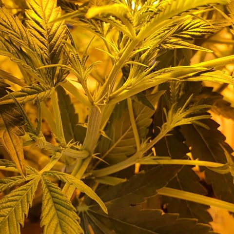 Auto Purple Candy growlog timeline photo