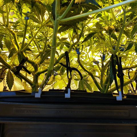 Auto Purple Candy growlog timeline photo