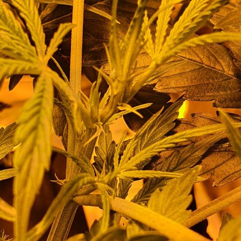 Auto Purple Candy growlog timeline photo
