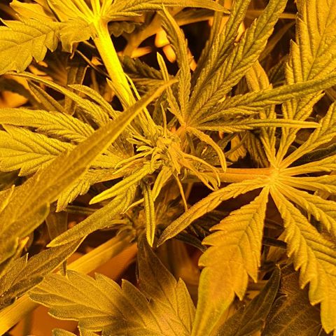 Auto Purple Candy growlog timeline photo