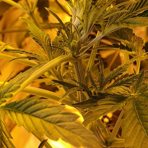 Auto Purple Candy growlog timeline photo