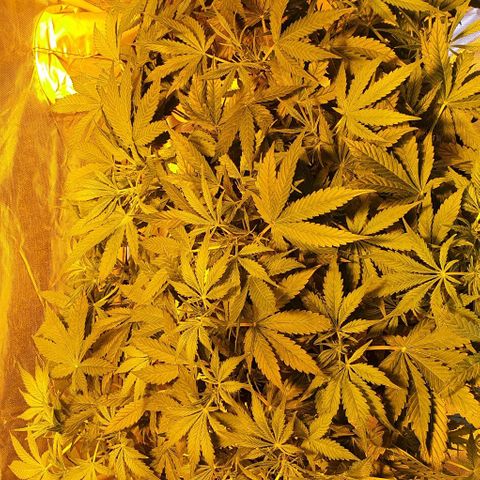Auto Purple Candy growlog timeline photo