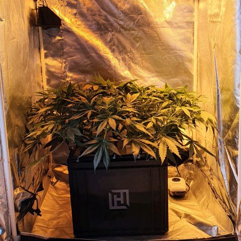 Auto Purple Candy growlog timeline photo