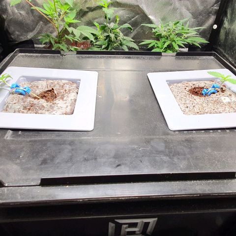 Auto Citrus Skunk growlog timeline photo