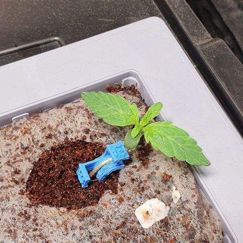 Auto Citrus Skunk growlog timeline photo