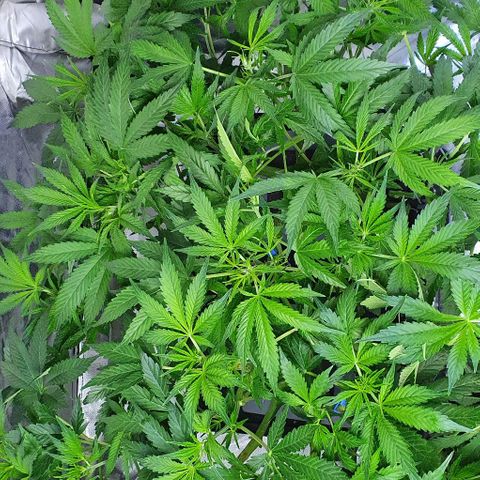 Auto Purple Candy growlog timeline photo