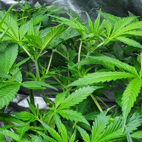 Auto Purple Candy growlog timeline photo