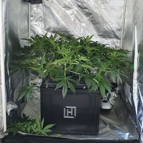Auto Purple Candy growlog timeline photo