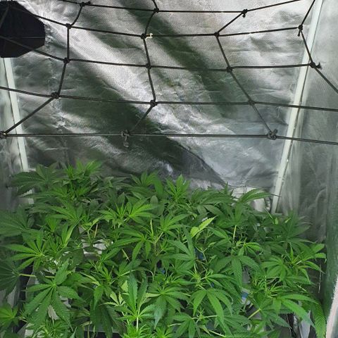 Auto Purple Candy growlog timeline photo