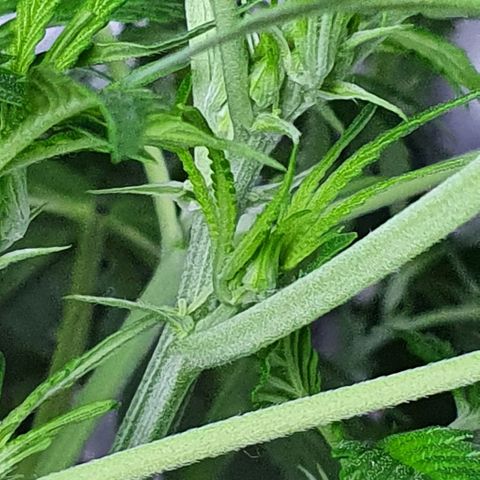 Auto Purple Candy growlog timeline photo