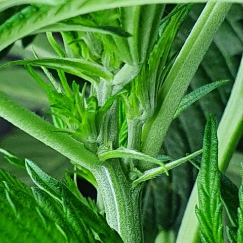 Auto Purple Candy growlog timeline photo