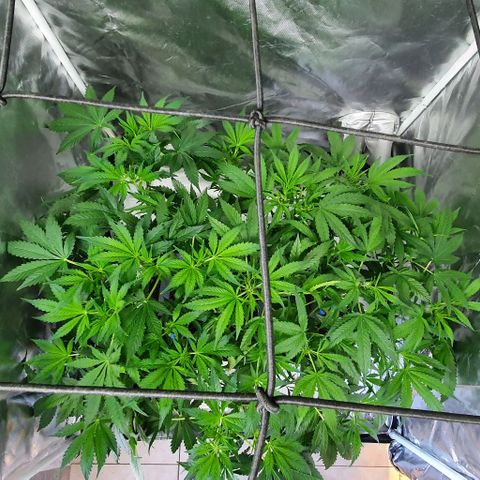 Auto Purple Candy growlog timeline photo