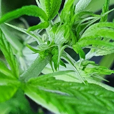 Auto Purple Candy growlog timeline photo