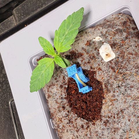 Auto Citrus Skunk growlog timeline photo