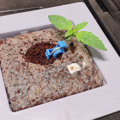 Auto Citrus Skunk growlog timeline photo