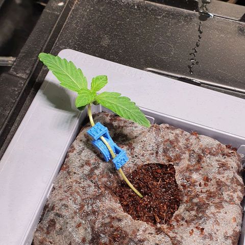 Auto Citrus Skunk growlog timeline photo