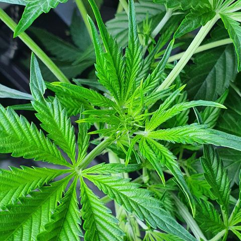 Auto Purple Candy growlog timeline photo