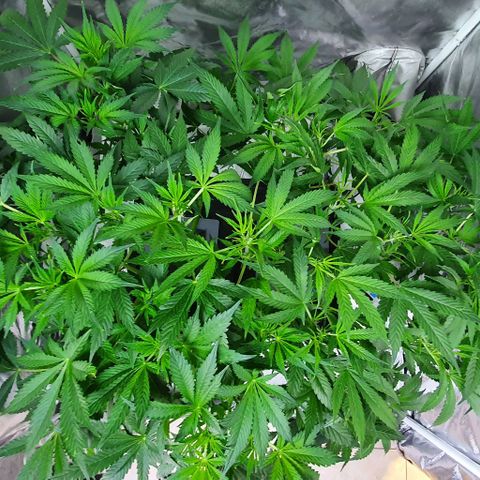 Auto Purple Candy growlog timeline photo