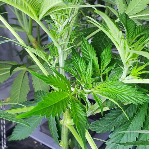 Auto Purple Candy growlog timeline photo