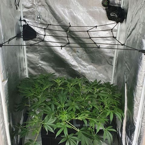 Auto Purple Candy growlog timeline photo