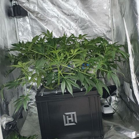 Auto Purple Candy growlog timeline photo