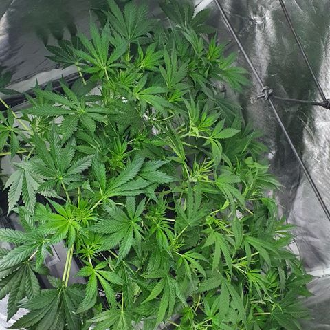 Auto Purple Candy growlog timeline photo