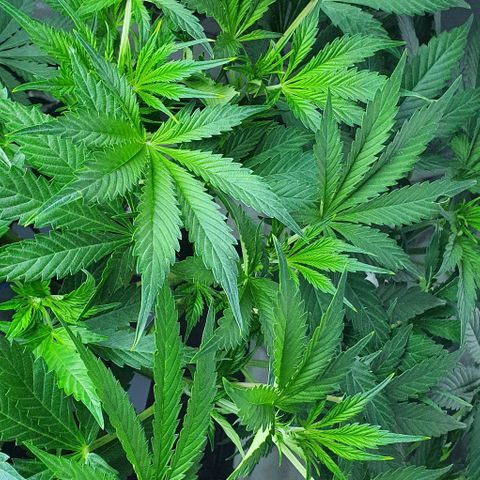 Auto Purple Candy growlog timeline photo