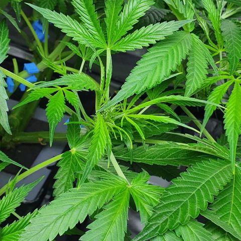 Auto Purple Candy growlog timeline photo