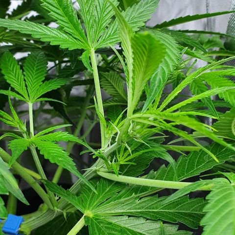 Auto Purple Candy growlog timeline photo