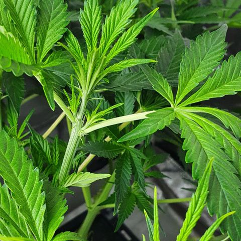 Auto Purple Candy growlog timeline photo