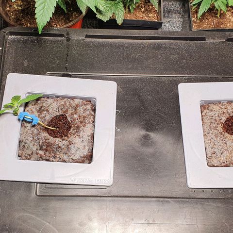 Auto Citrus Skunk growlog timeline photo