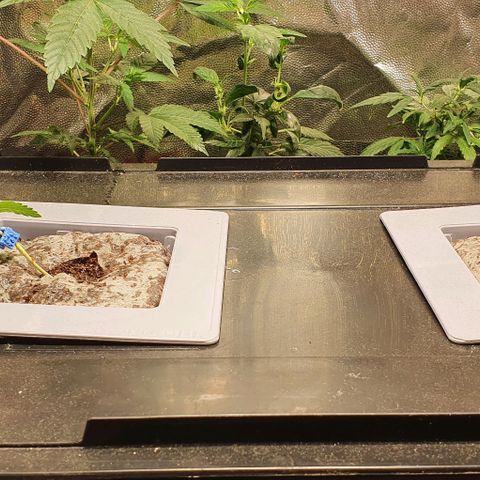 Auto Citrus Skunk growlog timeline photo
