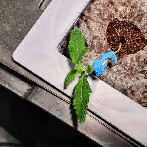 Auto Citrus Skunk growlog timeline photo