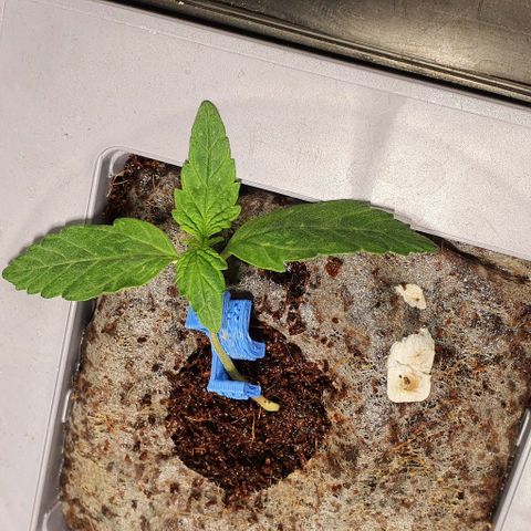 Auto Citrus Skunk growlog timeline photo