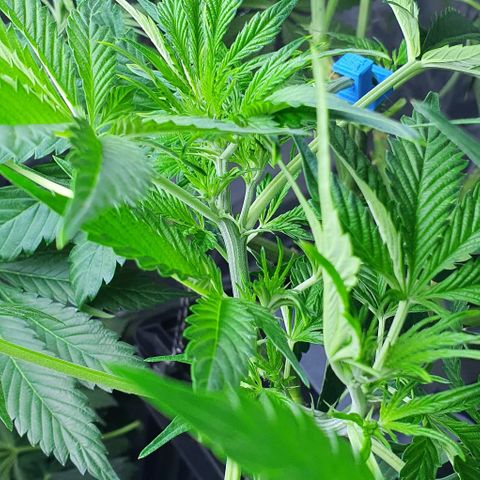 Auto Purple Candy growlog timeline photo