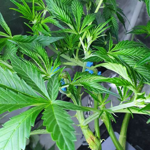 Auto Purple Candy growlog timeline photo