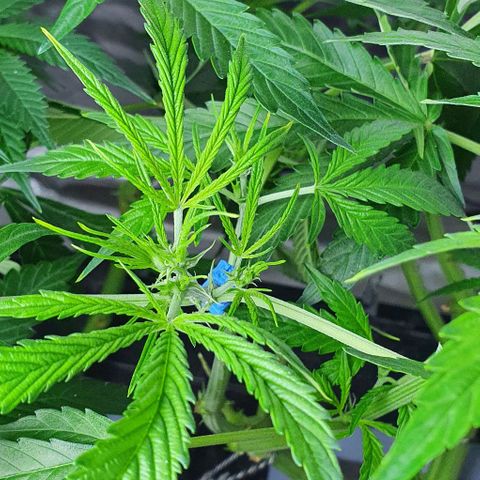 Auto Purple Candy growlog timeline photo
