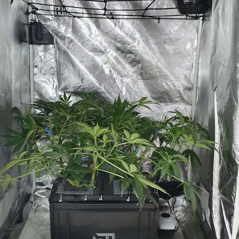 Auto Purple Candy growlog timeline photo