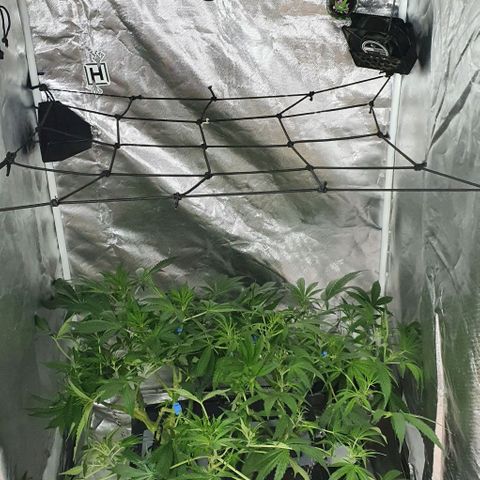 Auto Purple Candy growlog timeline photo