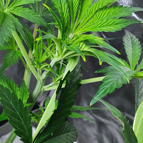 Auto Purple Candy growlog timeline photo