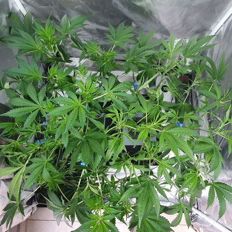 Auto Purple Candy growlog timeline photo