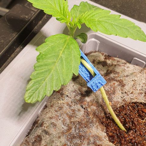 Auto Citrus Skunk growlog timeline photo