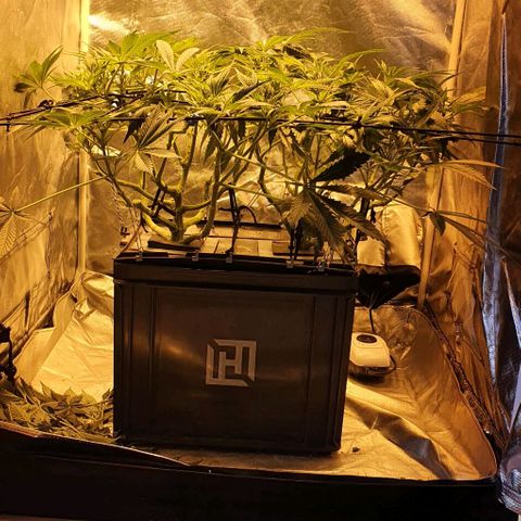 Auto Purple Candy growlog timeline photo